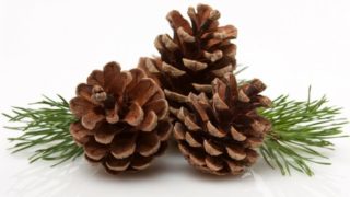 Close-up of brown pine cone and leaves on a white background