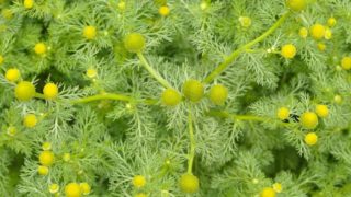 Close up of fresh herbs of pineapple weed in the forest