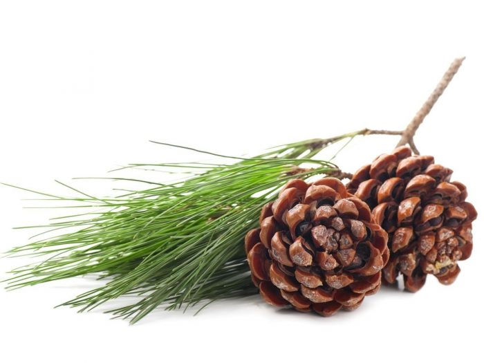 Pine Needle Tea - Benefits, How To Make & Side Effects | Organic Facts