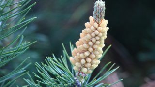 A close-up shot of pine pollen