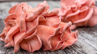 Pink oyster mushroom on a wooden background