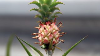 Closeup of a pineapple on a branch