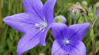 A close-up shot of Platycodon Grandiflorus