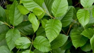 9 Best Essential Oils for Poison Ivy