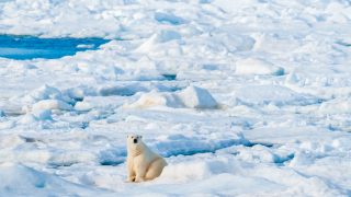 An adult polar bear sitting with the arctic snow in the background