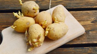 Close up of potatoes with sprouts on a wooden table