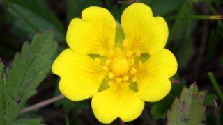 Potentilla bloom with leaves in the outdoors