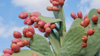 Close-up of prickly pear cactus with pink fruits