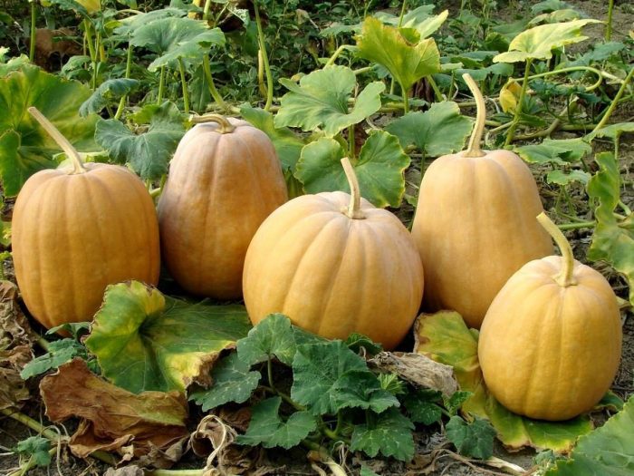 Different types of pumpkins in a garden