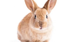 Picture of a rabbit.