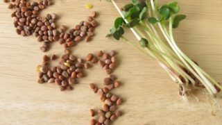Radish sprouts and radish seeds on a wooden counter