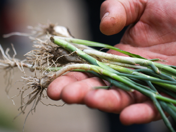 Young green wild onion plants called ramps in hand