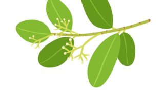 Close-up of ravensara herb that is used to make ravensara essential oil on a white background