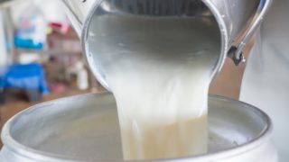 Raw (unpasteurized) milk being poured from a milk can into a barrel