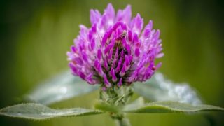 Close-up image of a red clover flower in a grass field