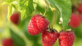 Raspberries hanging on their branches.