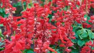 Beautiful red sage flowers in an outdoor garden