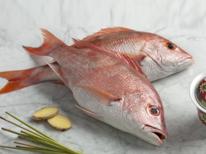 Red Snapper in the Gulf Show Signs of Stress