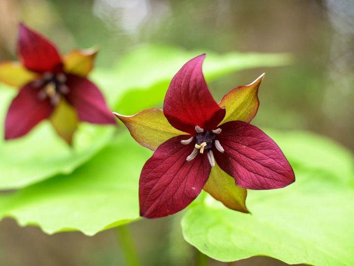 Extreme close-up of a red trillium flower on the stalk with another blurred flower in the background.