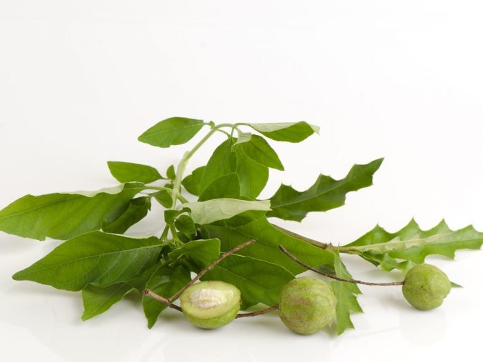 A branch of jasmine with leaves on white surface