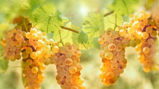 Riesling grapes hanging from the vine