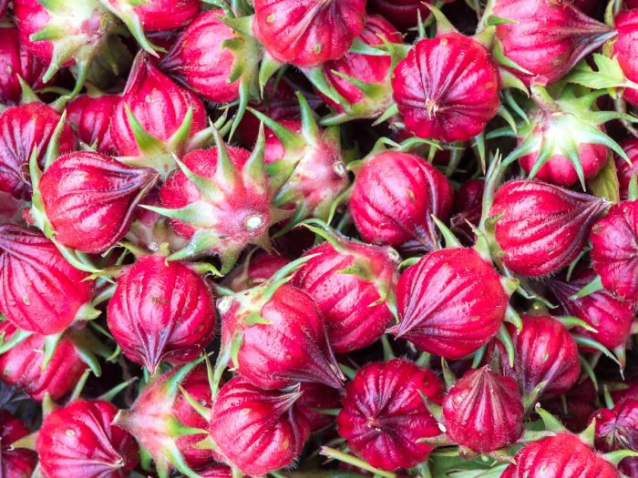 Close-up of rose buds