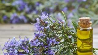 A bottle of rosemary oil with a rosemary plant