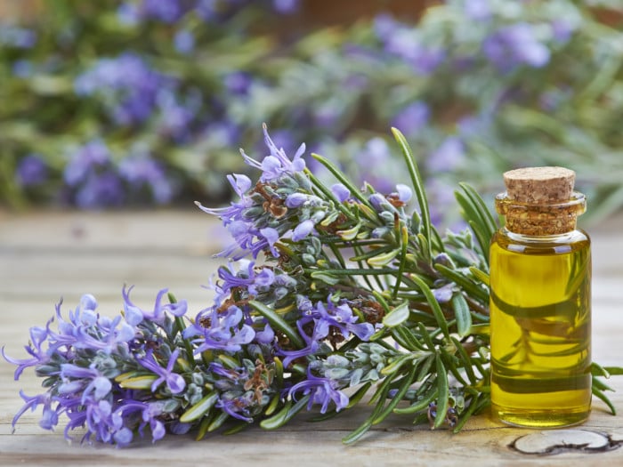 A bottle of rosemary oil with a rosemary plant