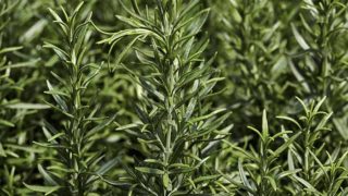 7 Amazing Substitutes for Rosemary