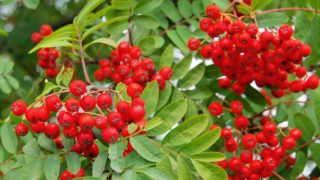 Fresh rowanberries plant with a blurred background