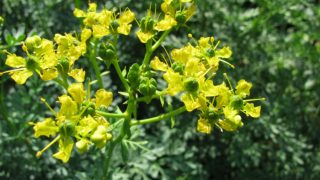 Close-up of rue flowers on stalks