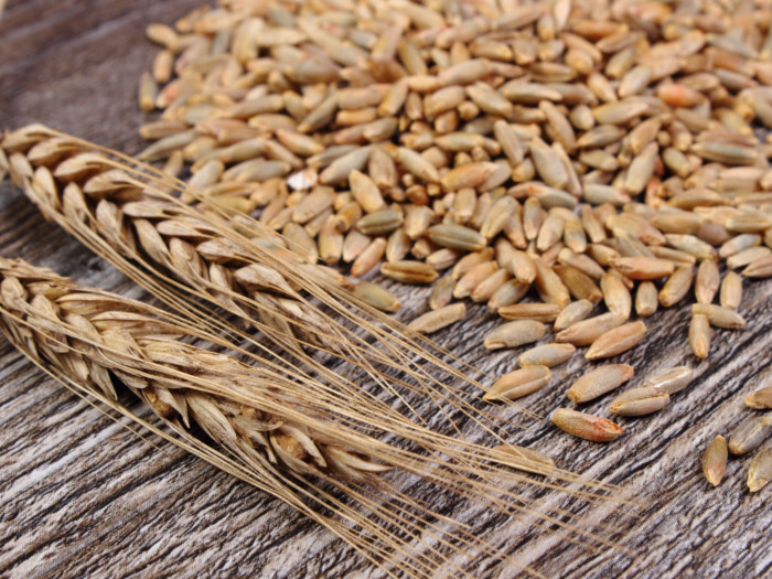 Rye Grain Benefits At Dean Metoyer Blog Rye Grain Benefits At Dean Metoyer Blog