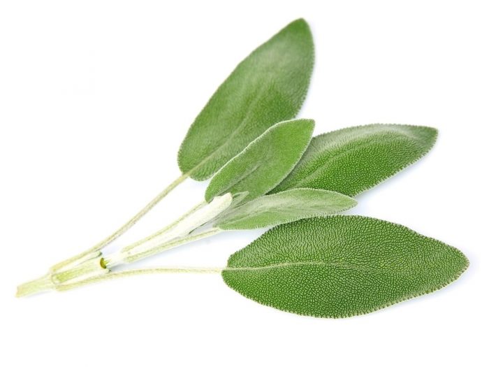 sage