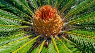 Close-up of a female sago palm