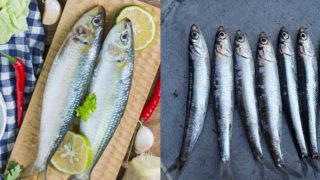 Sardines vs anchovies