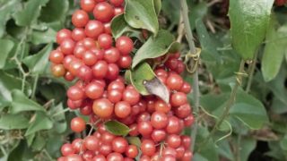 Close up of sarsaparilla red berries and plant in a forest background