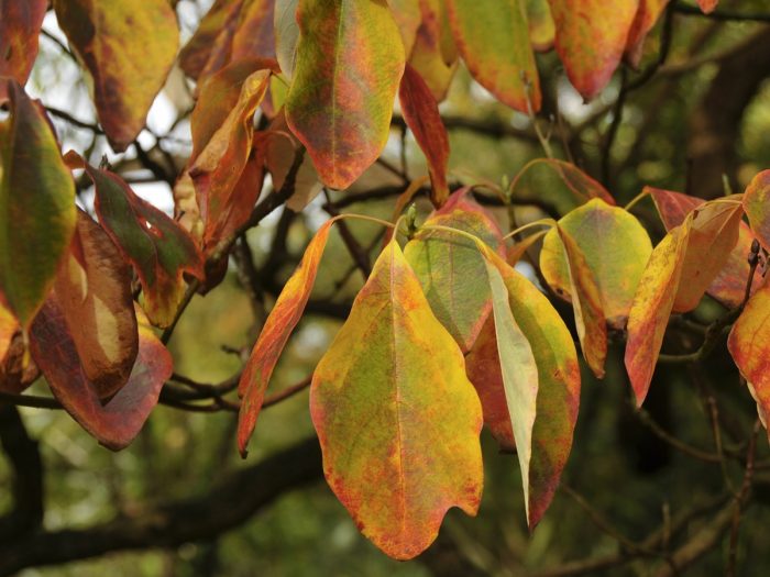 Close-up of yellowing leaves on branches