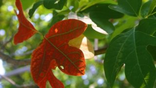 Sassafras Tea – 7 Best Health Benefits & Side Effects