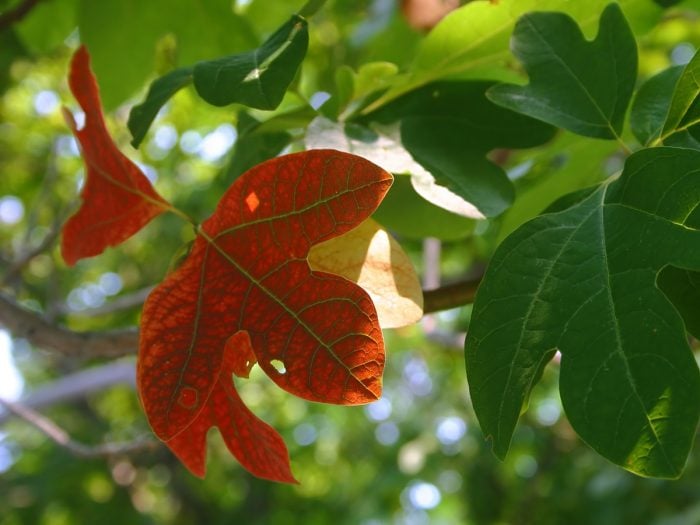 Leaves of the Sassafras tree