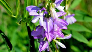 Close-up of skullcap flower in a field