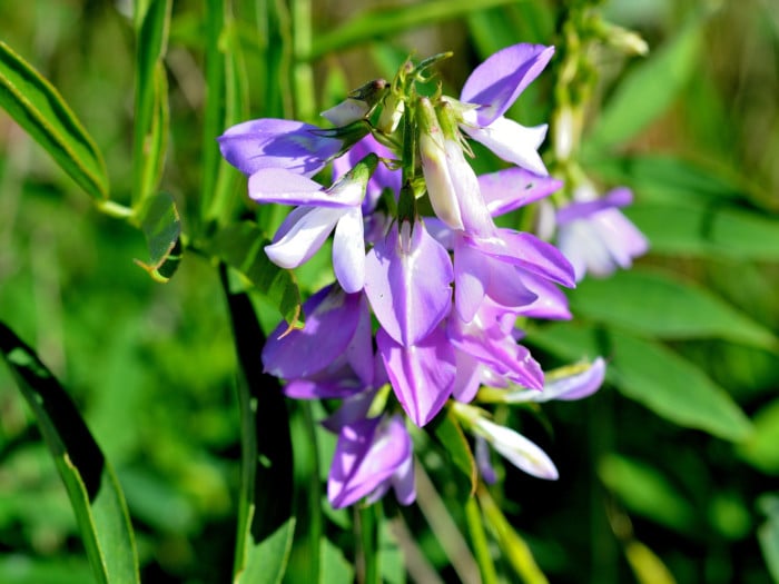 Close-up of skullcap flower in a field