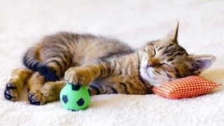 Sleep apart from pets