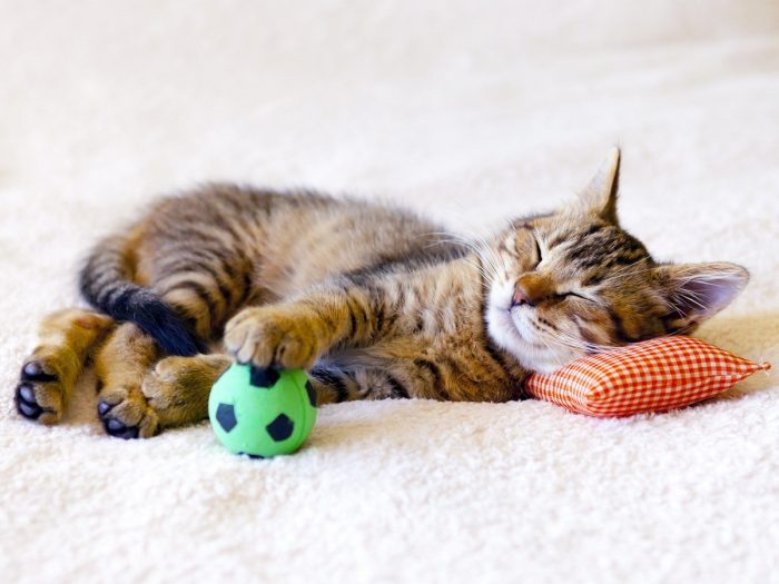 Sleep apart from pets