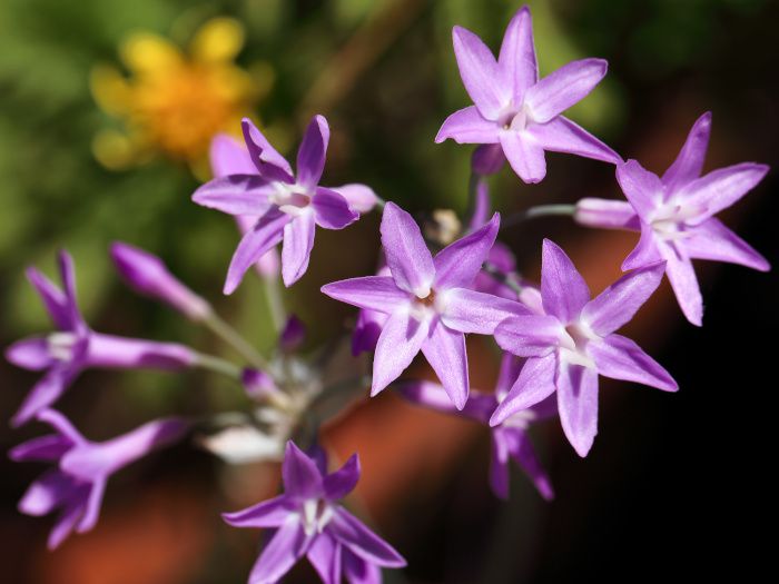 Close-up of the flowers of society garlic