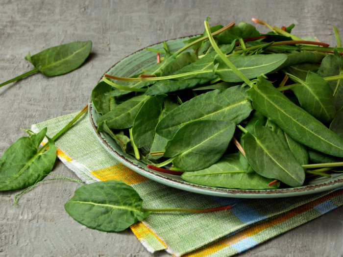9 Surprising Sorrel Benefits Organic Facts