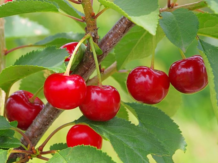 tart cherry benefits