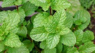 Close-up of fresh green spearmint leaves