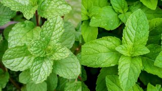 A comparison picture of spearmint vs peppermint leaves.