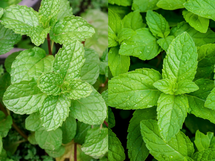 Spearmint Vs Peppermint What s The Difference Organic Facts