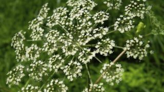 Close up of fresh spikenard in a forest background